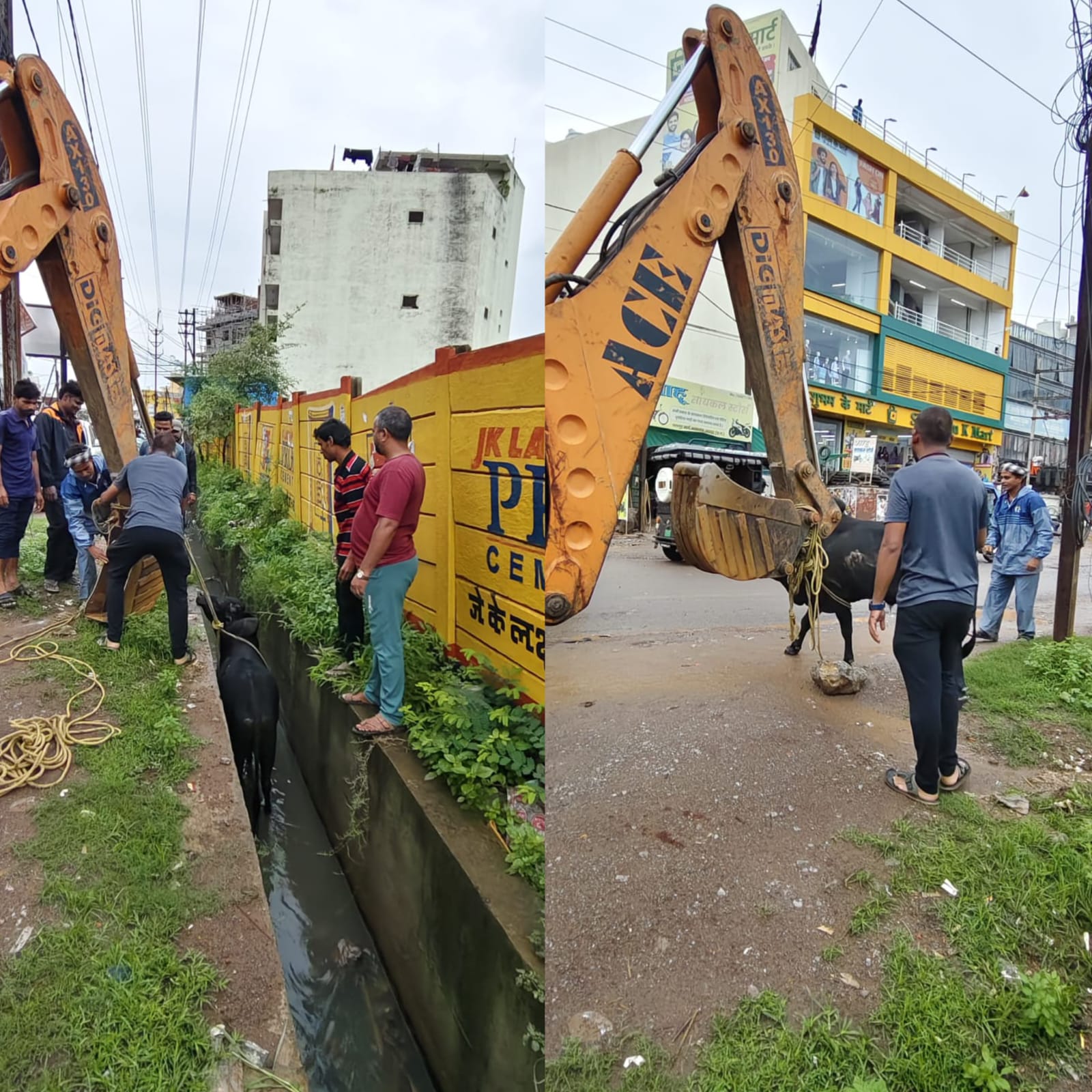 0निरन्तर तीसरे दिन सुबह हुई तेज बारिश के दौरान भाठागांव बाजार के पास नाले में अचानक गिरे बैल को निगम जोन 6 की टीम ने पहुंचकर तत्काल सुरक्षित बाहर निकाला0
