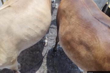 नगर निगम का सख्त एक्शन : 25 दिनों में 1312 आवारा पशुओं को भेजा गया गौठानों में