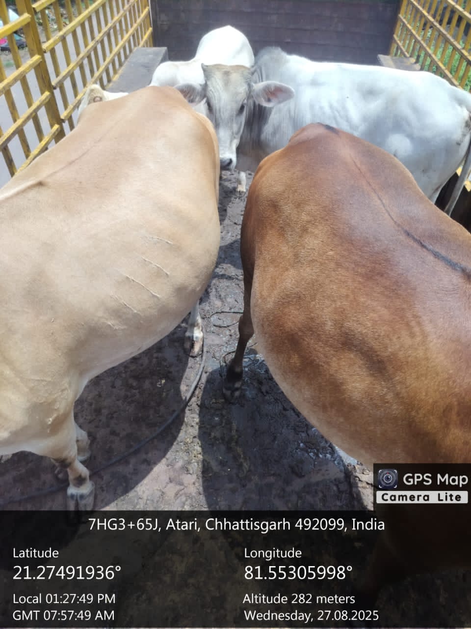 नगर निगम का सख्त एक्शन : 25 दिनों में 1312 आवारा पशुओं को भेजा गया गौठानों में